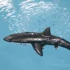 2.4G Wireless Remote Control Shark Toy Boat Children Electric Simulation Great White Shark Boy Water Playing Toy Gift