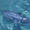 2.4G Wireless Remote Control Shark Toy Boat Children Electric Simulation Great White Shark Boy Water Playing Toy Gift