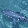 2.4G Wireless Remote Control Shark Toy Boat Children Electric Simulation Great White Shark Boy Water Playing Toy Gift