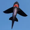 Strong Black Shark kite With Long Colorful Tail!Huge Beginner Shark Kites for Kids And Adults Come With String And Handle
